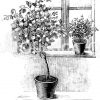 Aufstellung halbstämmiger und niederer Rosen am Zimmerfenster Zeichnung/Illustration