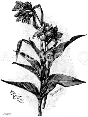 Gladiolenblütige Canna Zeichnung/Illustration