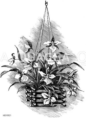 Odontoglossum Rossii Zeichnung/Illustration