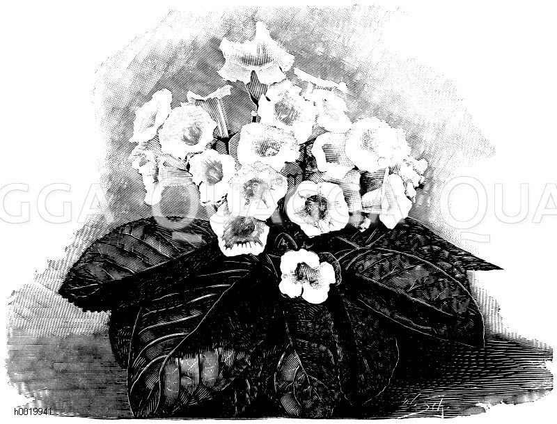 Gloxinie mit aufrechten Blumen Zeichnung/Illustration