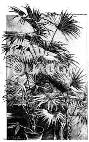 Palmen mit fächerförmigen Blättern. Australische Schirmpalme (links); Borbonische Fächerpalme (mittig); Hohe Zwergpalme (rechts) Zeichnung/Illustration