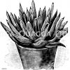 Königin Victoria-Agave Zeichnung/Illustration