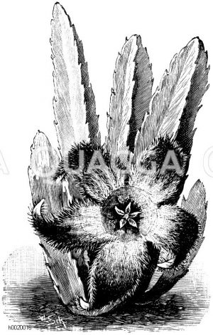 Großblumige Aaspflanze Zeichnung/Illustration