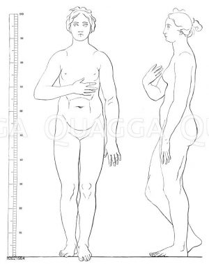 Körperproportionen der Mediceischen Venus (nach Schadow) Zeichnung/Illustration