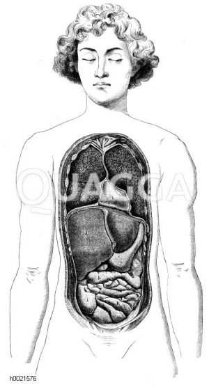 Vorderansicht der Brust- und Baucheingeweide Zeichnung/Illustration