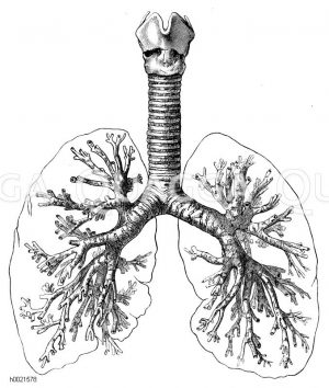 Lungenbaum Zeichnung/Illustration