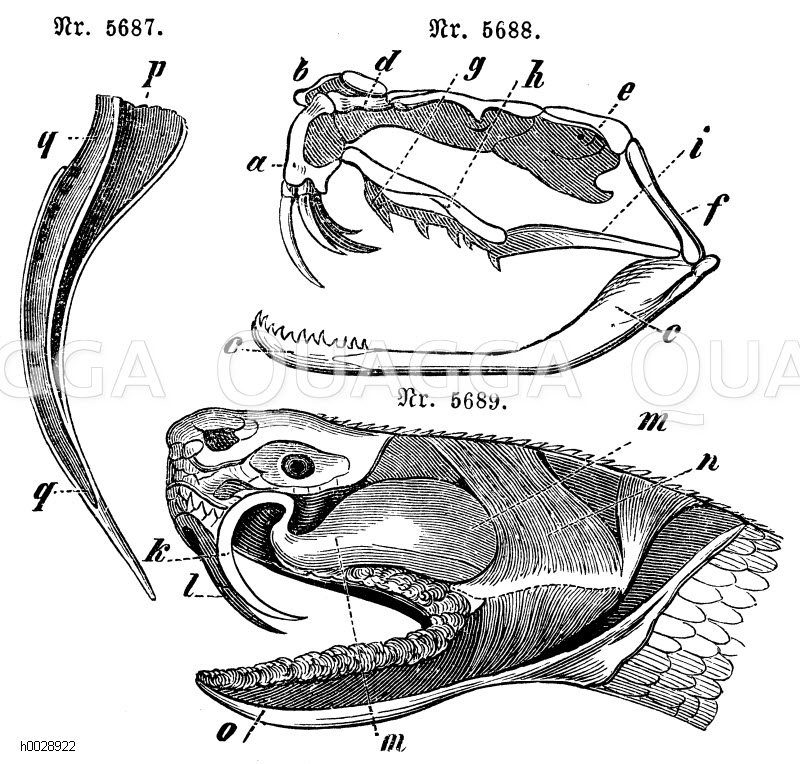 Naja Tripudians: Zahn. P) Zahnpulpe, q) Giftkanal. Nr. 5688 und 5689 Crotalus horridus a) Oberkiefer, b) Zwischenkiefer, c) Unterkiefer, d) Riechbein, e) Warzenbein, f) Quadratbein, g) Saumenbein, h) äußeres Flügelbein, i) inneres Flügelbein, k) Giftzahn, l) Giftzahn geöffnet, m) vorderer Schläfenmuskel die Giftdrüse bedeckend, n) hinterer Schläfenmuskel, o) Unterkieferspeicheldrüse [Digital]