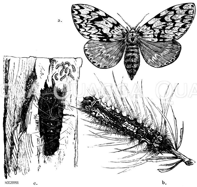 Nonne. A) Weiblicher Schmetterling, b) Raupe der Nonne, c) Puppe, oberhalb junge Raupe, links ein Eierhaufen [Digital]