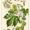 Echter Hopfen Zeichnung/Illustration