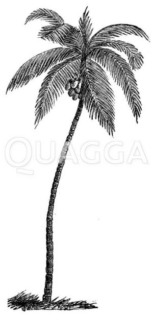 Kokospalme Zeichnung/Illustration