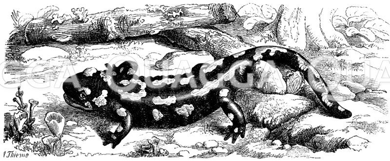 Feuersalamander - Quagga Illustrations