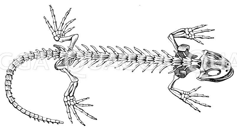 Feuersalamander: Skelett Zeichnung/Illustration