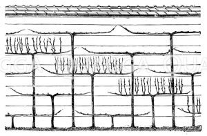 Weinmauer à la Thomery Zeichnung/Illustration