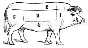 Schwein: Fleischeinteilung Zeichnung/Illustration