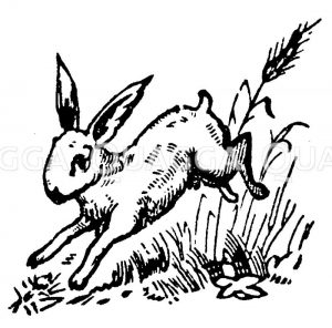 Springender Hase Zeichnung/Illustration
