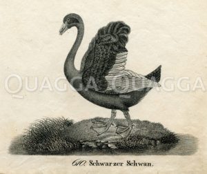 Schwarzer Schwan