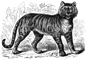 Tiger Zeichnung/Illustration