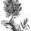 Ölbaum Zeichnung/Illustration