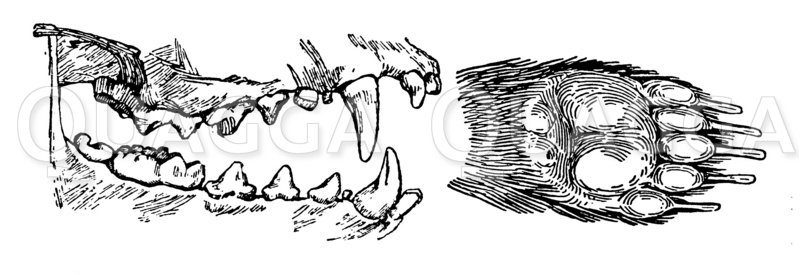 Dachs: Gebiss und Vorderfuß Zeichnung/Illustration