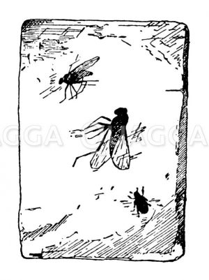 Bernstein mit drei eingeschlossenen Insekten (Inklusen) Zeichnung/Illustration