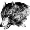 Wolf: Porträt Zeichnung/Illustration