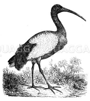 Ibis Zeichnung/Illustration