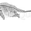 Ichthyosaurus communis: Skelett Zeichnung/Illustration