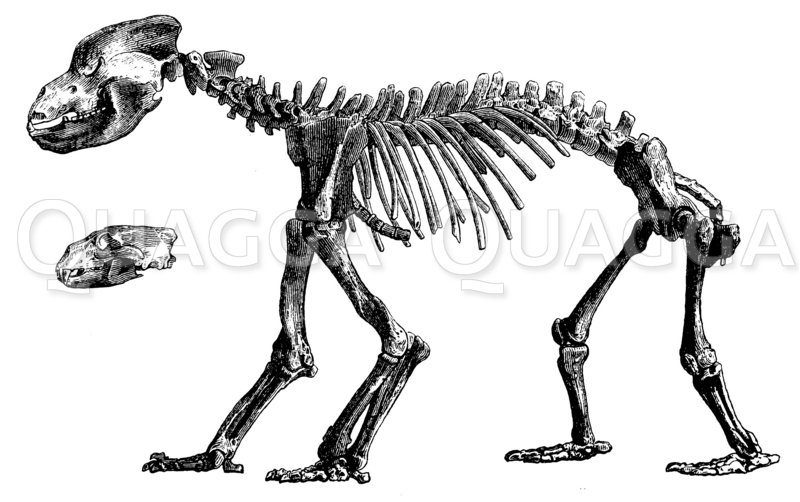 Höhlenbär: Skelett Zeichnung/Illustration