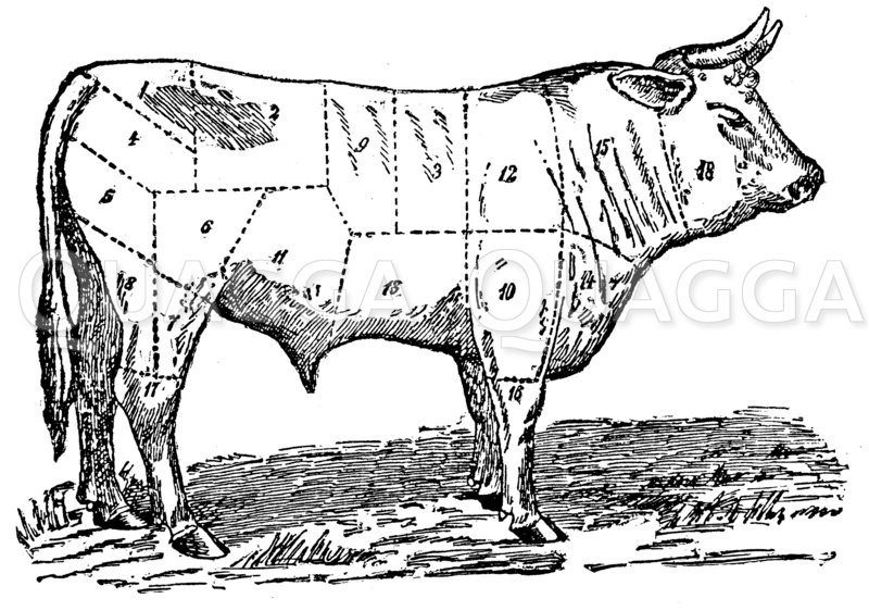 Fleischeinteilung beim Rind