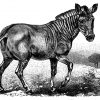 Quagga Zeichnung/Illustration