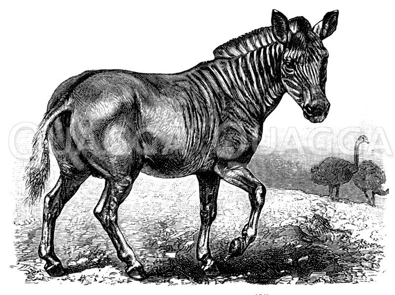 Quagga Zeichnung/Illustration