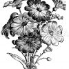 Cineraria hybrida Zeichnung/Illustration