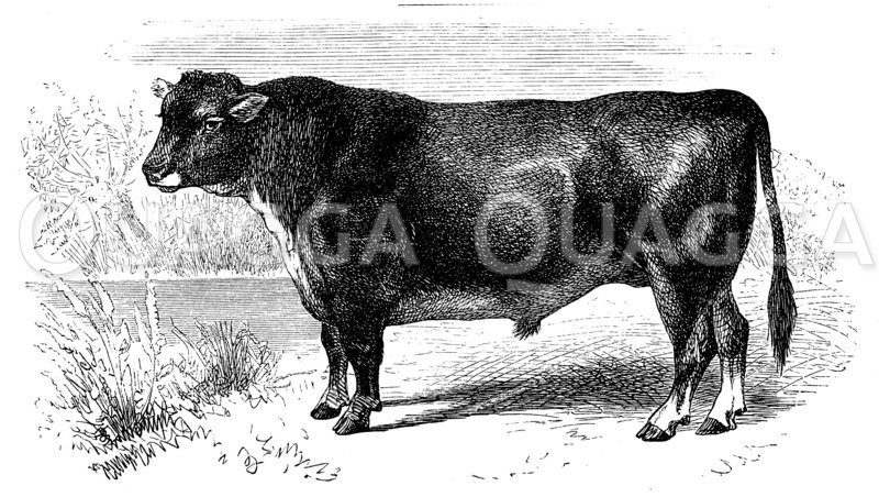 Stier der schottischen hornlosen Rasse Zeichnung/Illustration