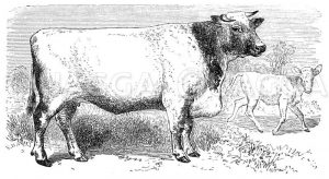Kuh der Shorthorn-Rasse Zeichnung/Illustration