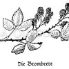 Vignette: Brombeere