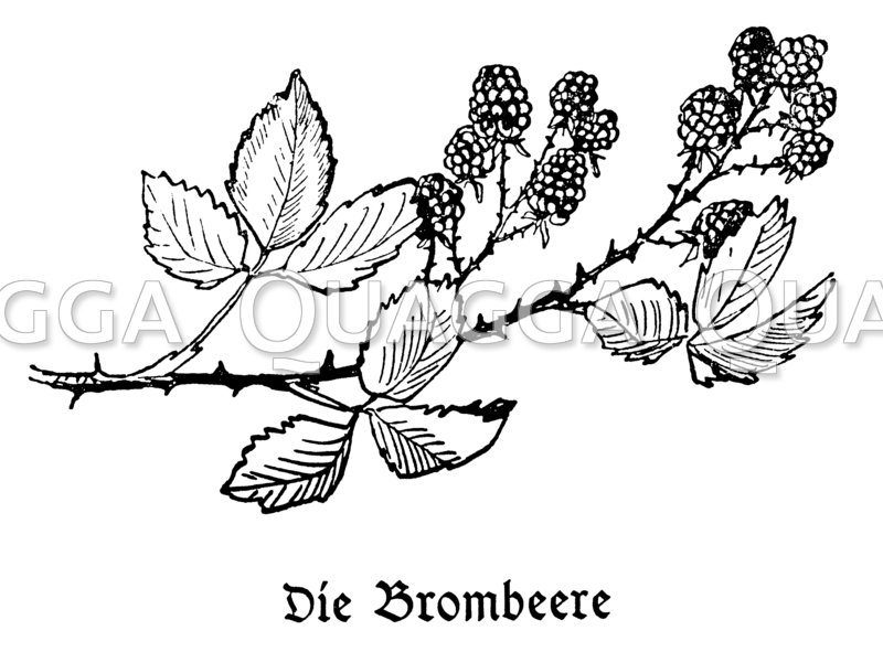 Vignette: Brombeere