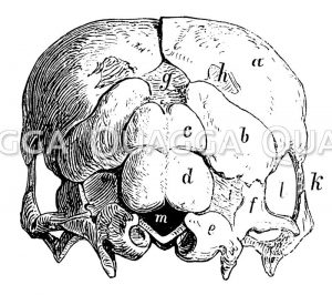 Fontanellen - Bildschlagwort - Quagga Illustrations Bilddatenbank