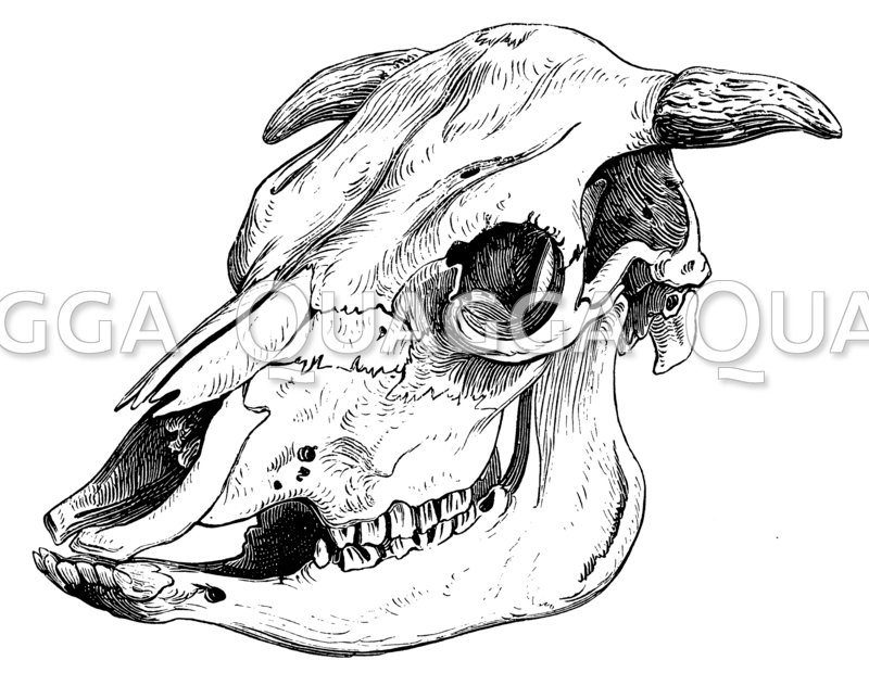 Schädel eines Haslitaler Stieres