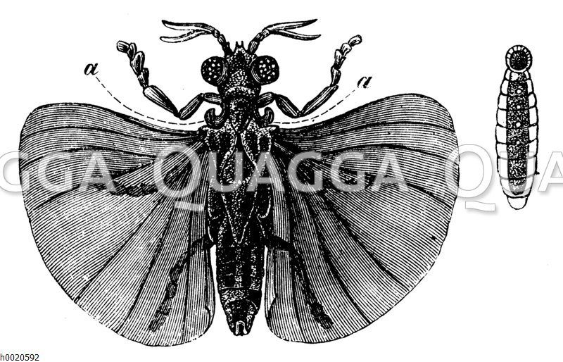 Fächerflügler und seine Larve. Die stummelförmigen Vorderflügel