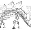 Stegosaurus rostratus