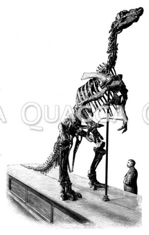 Iguanodon: Präparat mit Museumsbesucher