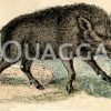 Wildschwein