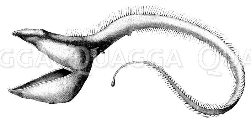 Saccopharynx Pelecanoides