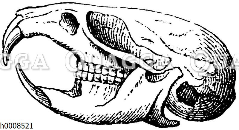 Feldmaus: Schädel