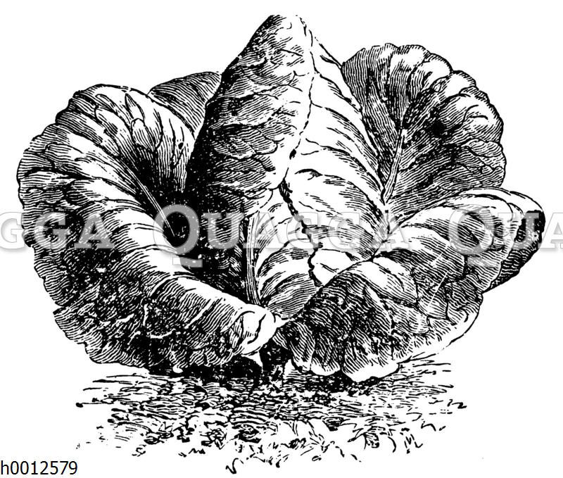 Weißkraut von Etampes