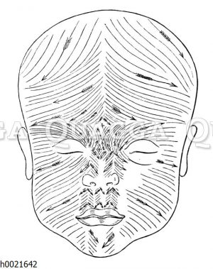 Richtung der Wollhaare im Gesicht des Neugeborenen