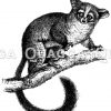 Galago