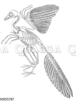 Archaäopteryx: Skelett und Teil des Federkleides