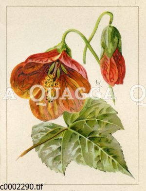 Darwins Abutilon