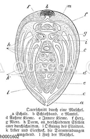 Muschel: Querschnitt